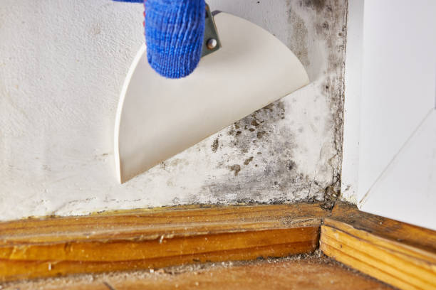 Best Residential Mold Inspection & Testing  in Crescent Springs, KY